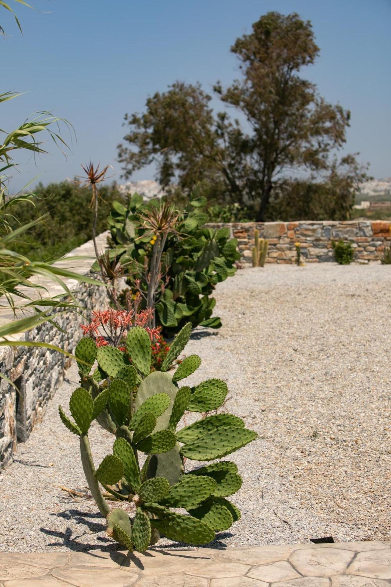 Olives Rocks Naxian Villas Agia Anna  Exterior foto
